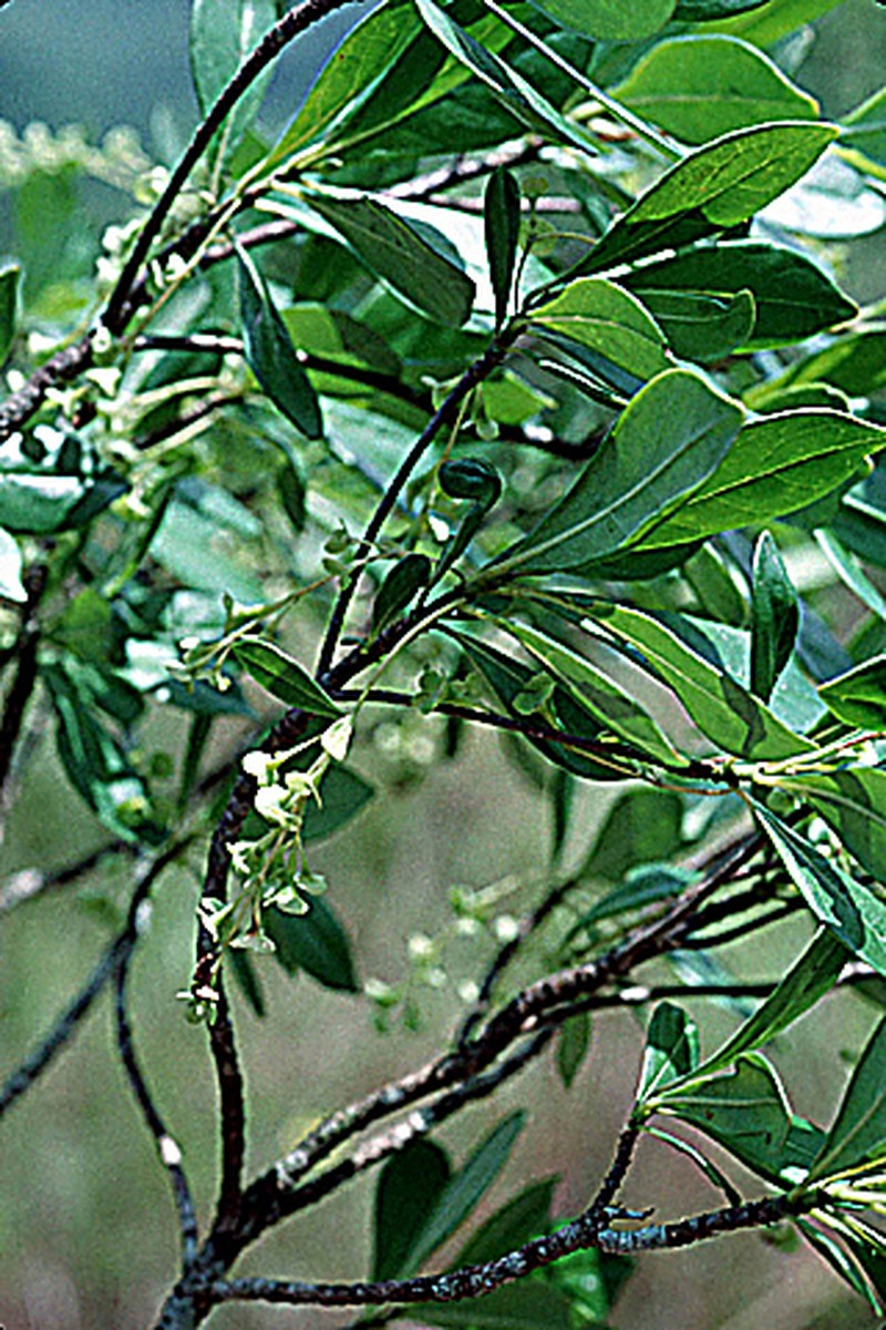 Acunaeanthus tinifolius