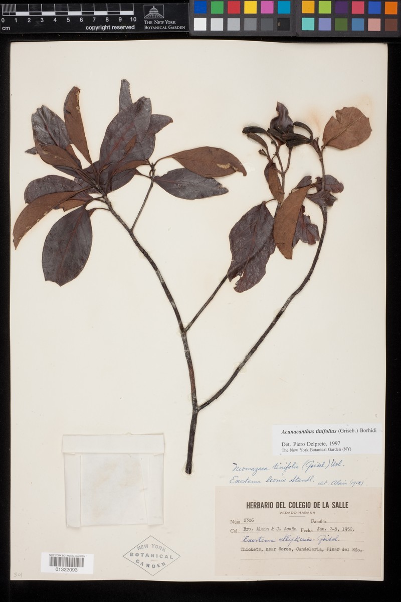 Acunaeanthus tinifolius photo 2