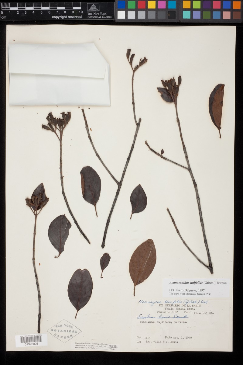 Acunaeanthus tinifolius photo 3