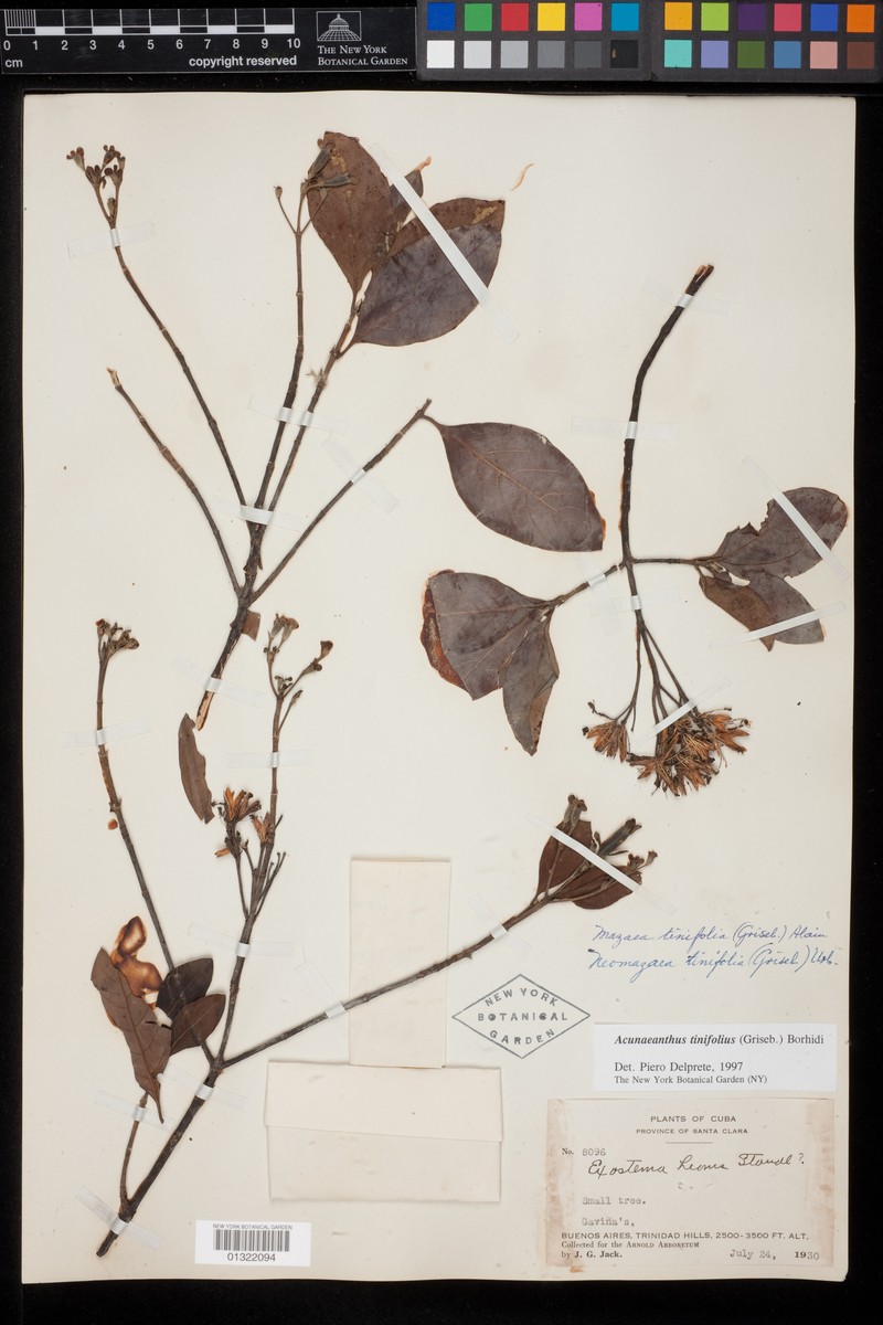 Acunaeanthus tinifolius photo 4