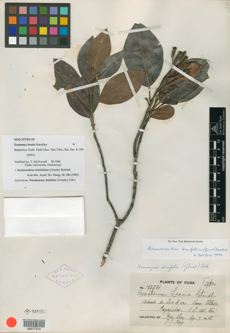 Acunaeanthus tinifolius photo 5