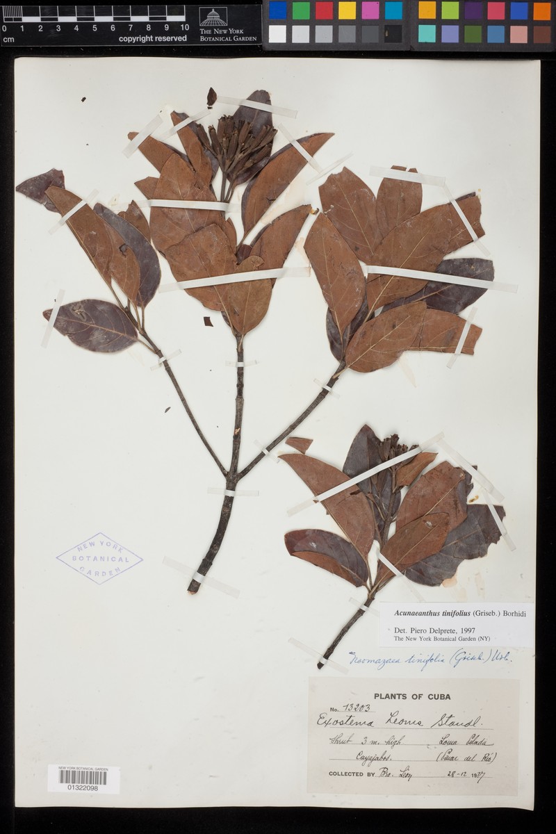 Acunaeanthus tinifolius photo 6