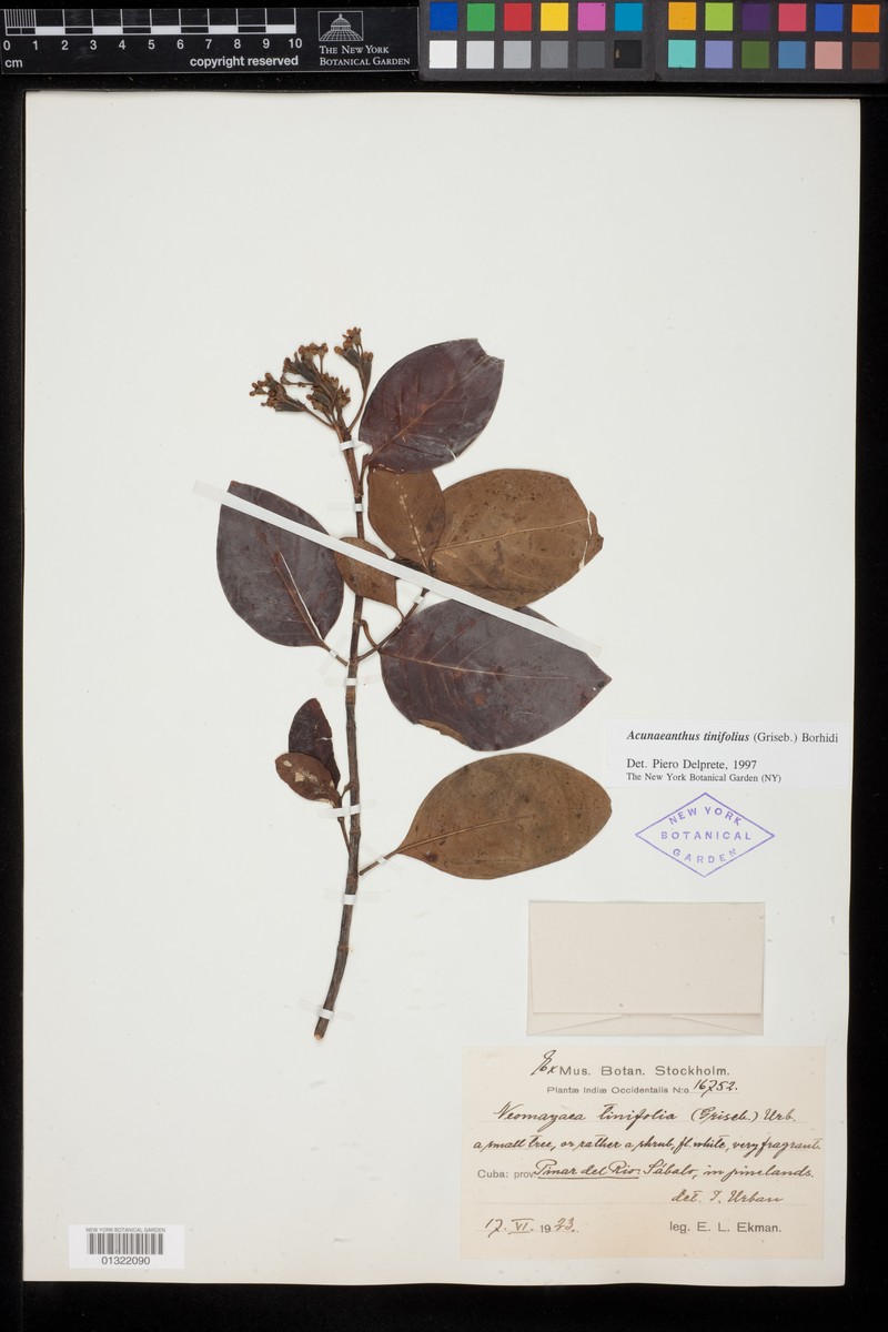 Acunaeanthus tinifolius photo 7