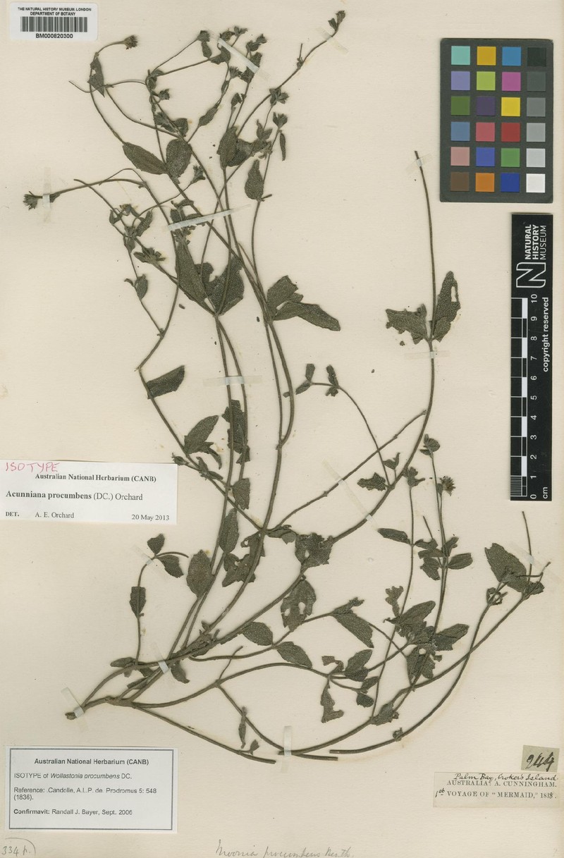 Acunniana procumbens photo 2
