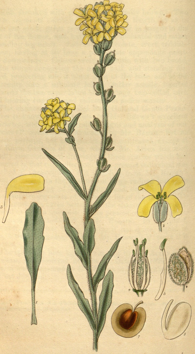 Acuston perenne