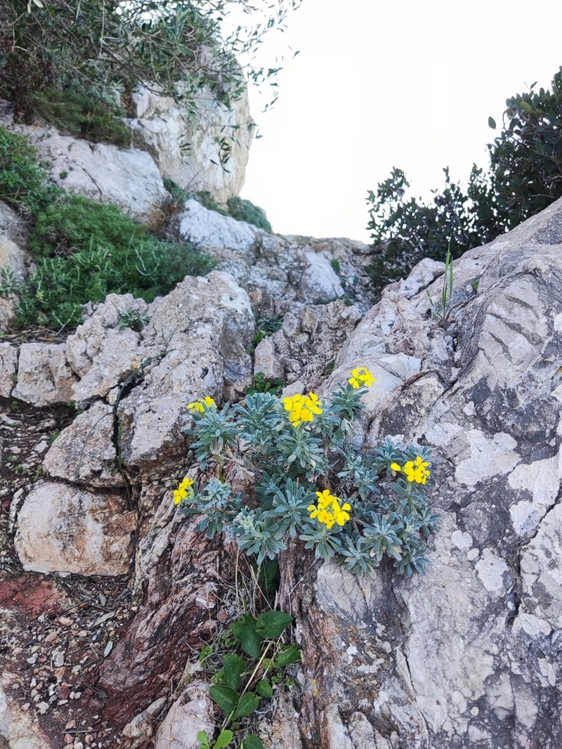 Acuston perenne photo 2