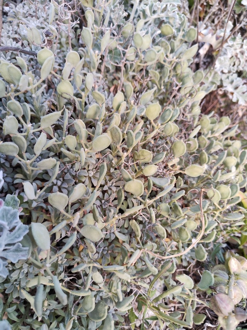 Acuston perenne photo 3