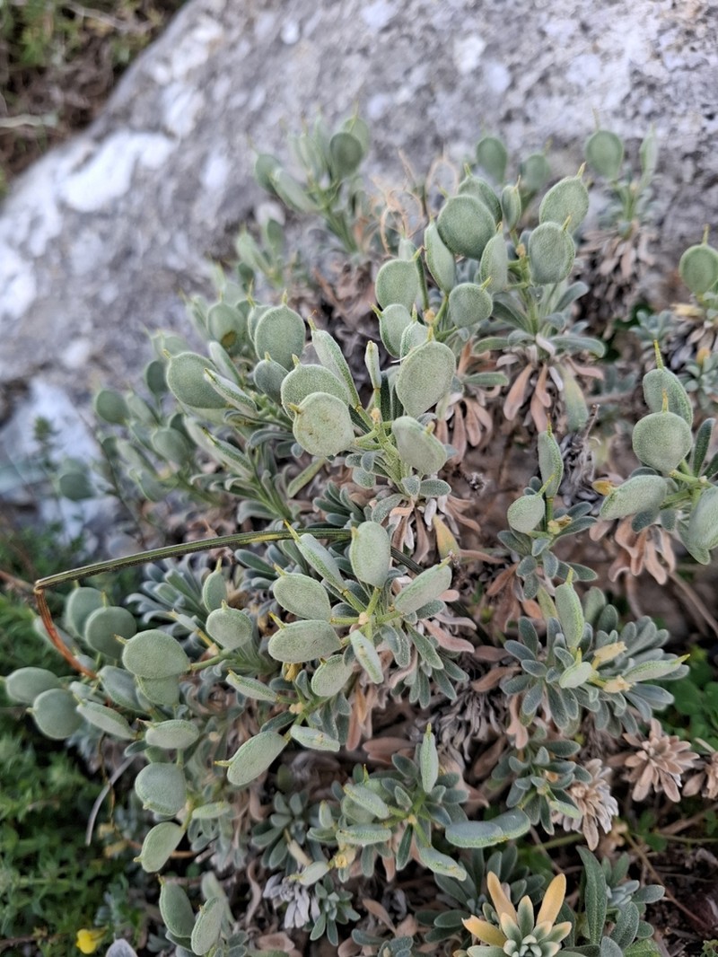 Acuston perenne photo 4