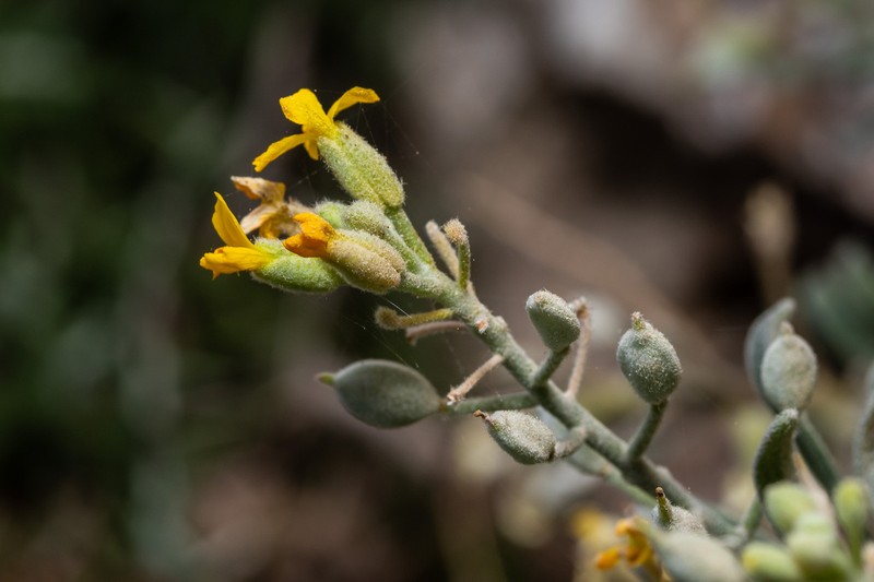 Acuston perenne photo 5