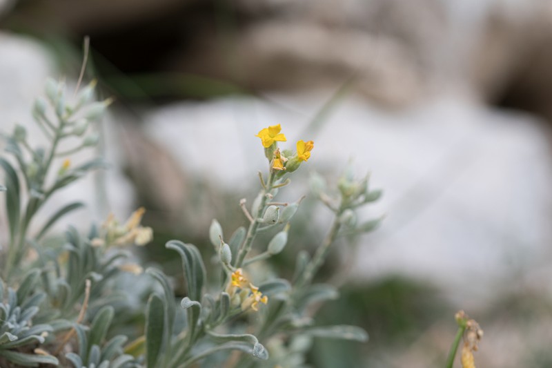Acuston perenne photo 6