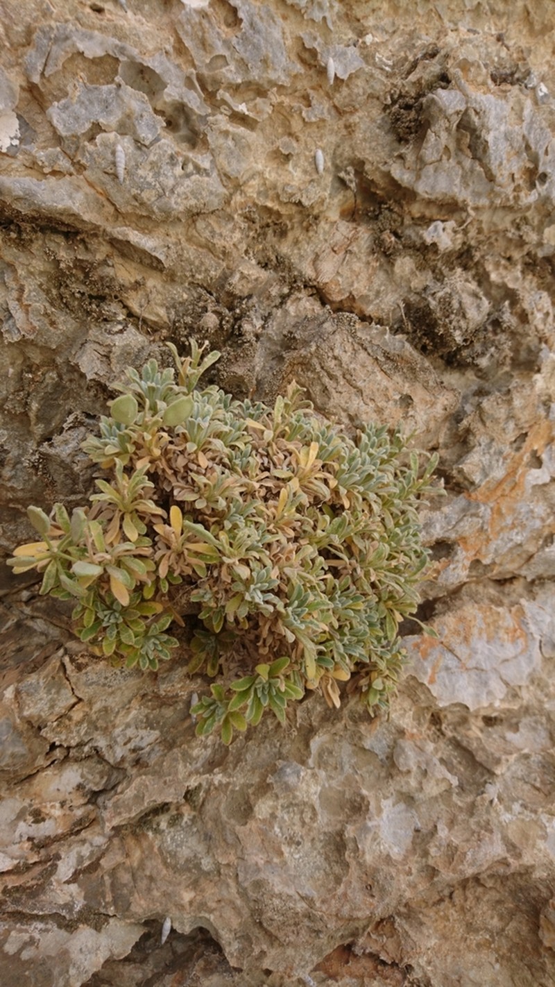 Acuston perenne photo 7