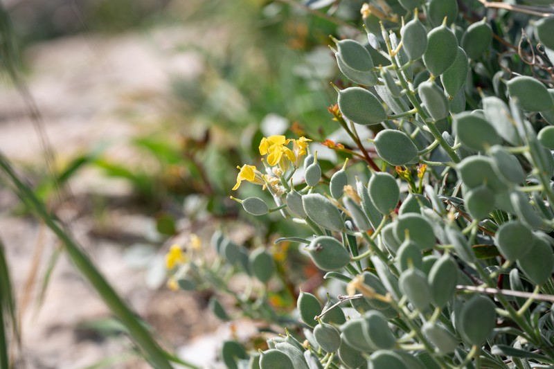 Acuston perenne photo 8