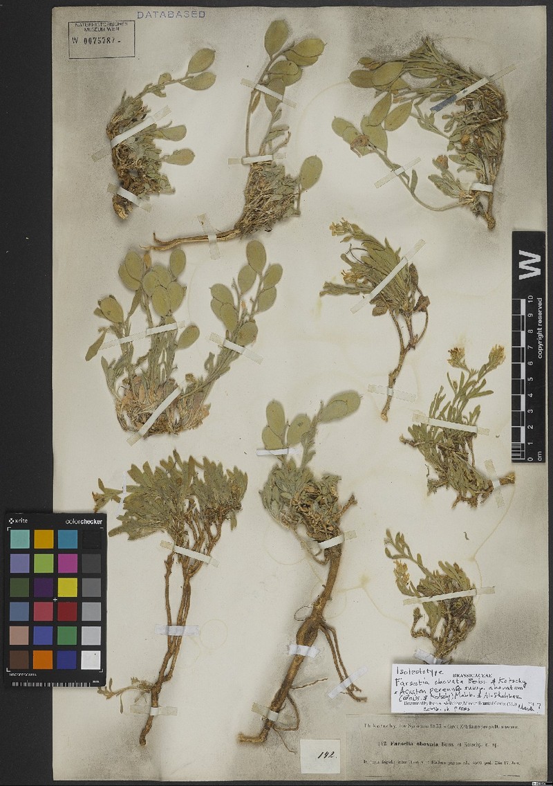 Acuston petalodes