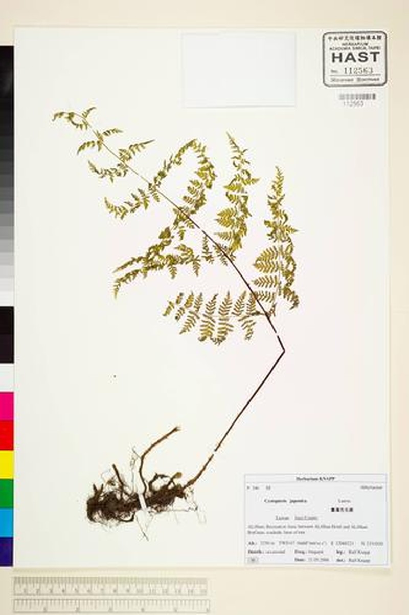 Acystopteris japonica photo 2