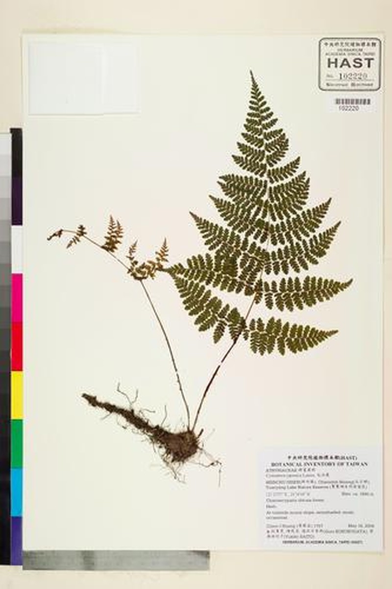 Acystopteris japonica photo 3