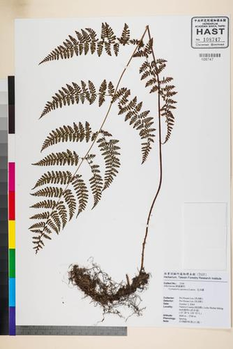 Acystopteris japonica photo 4