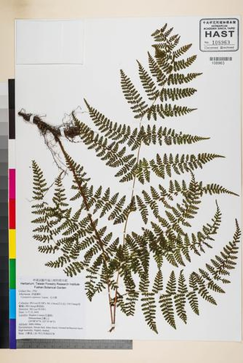 Acystopteris japonica photo 5