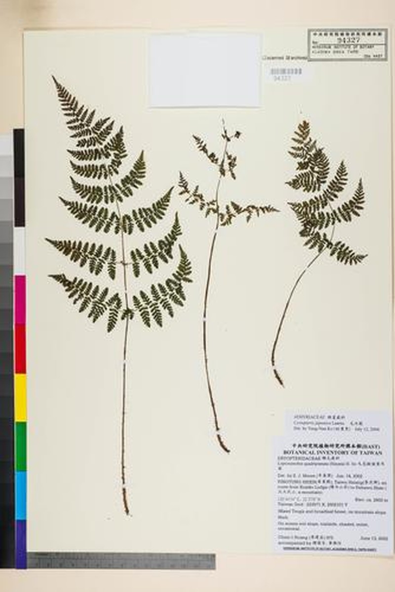 Acystopteris japonica photo 6