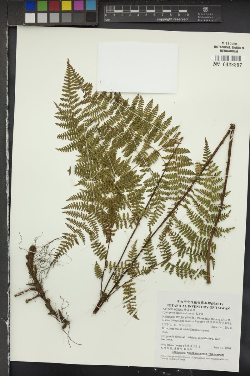 Acystopteris japonica photo 7