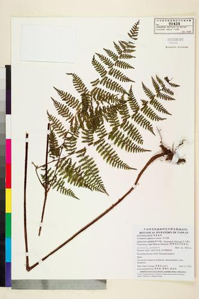 Acystopteris japonica photo 8