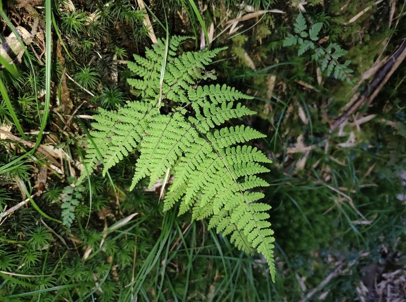 Acystopteris taiwaniana
