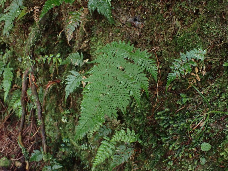 Acystopteris taiwaniana photo 4