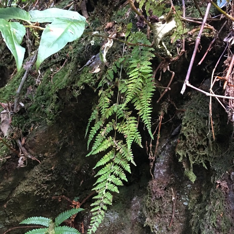 Acystopteris taiwaniana photo 5