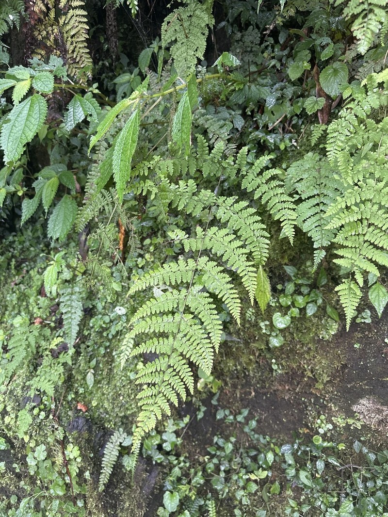 Acystopteris taiwaniana photo 6