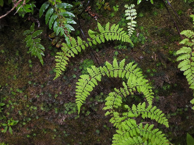 Acystopteris taiwaniana photo 8