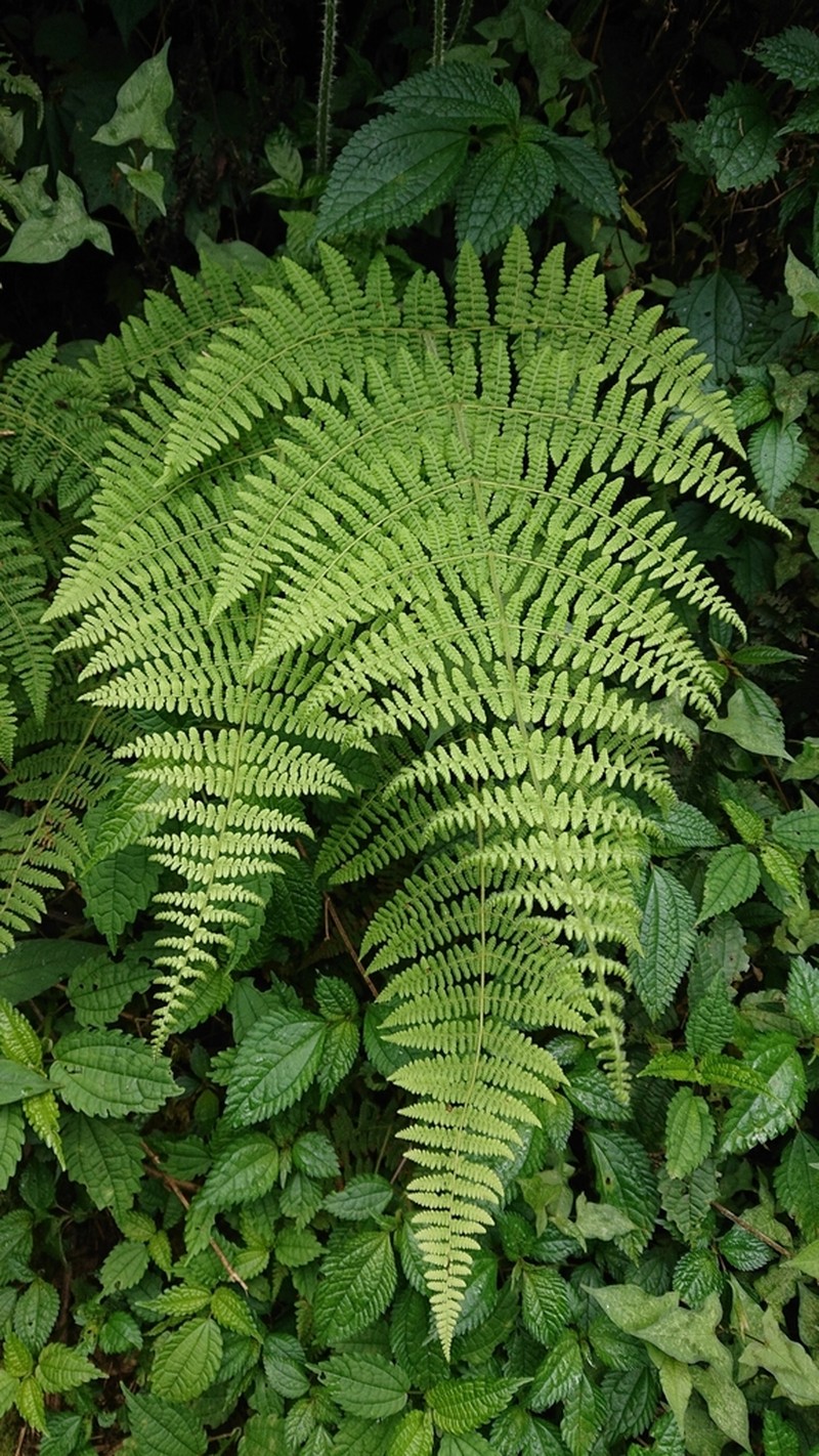 Acystopteris tenuisecta