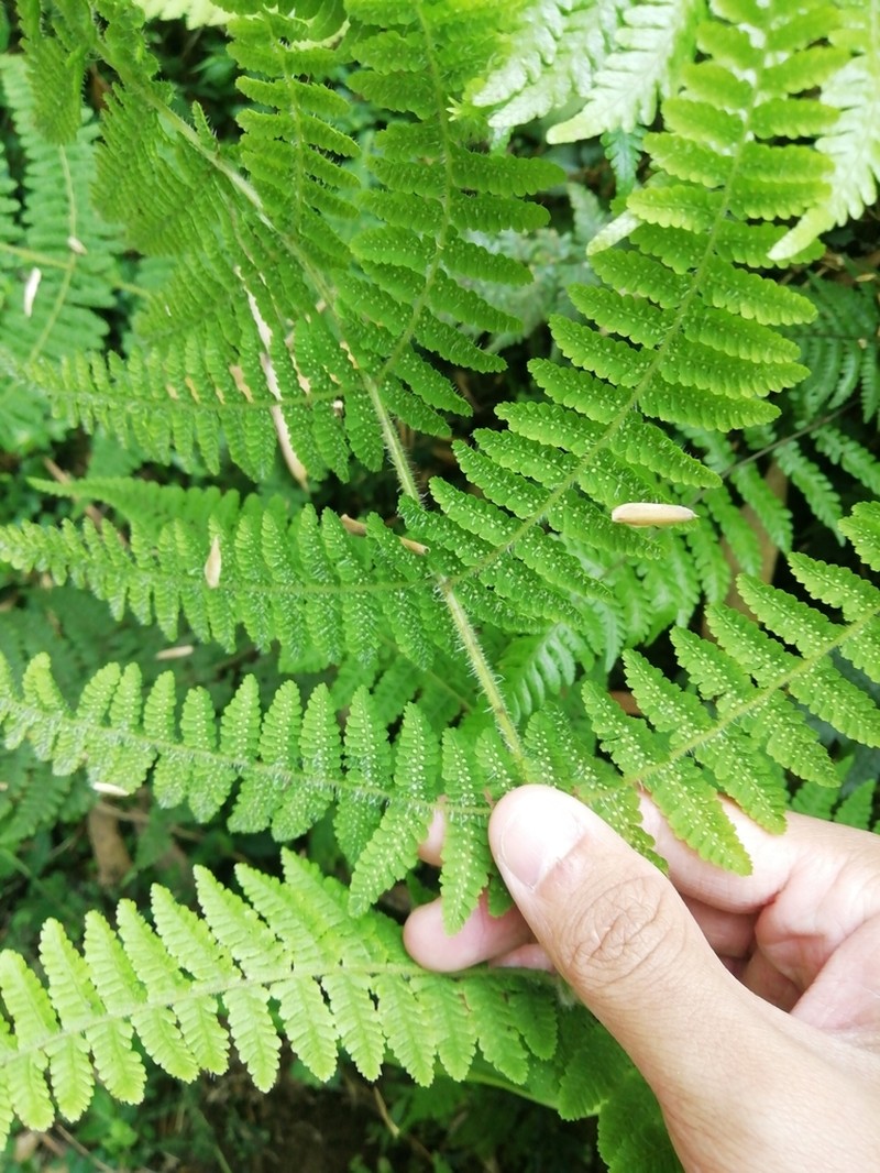 Acystopteris tenuisecta photo 2