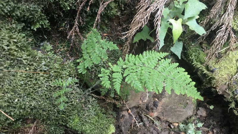 Acystopteris tenuisecta photo 4
