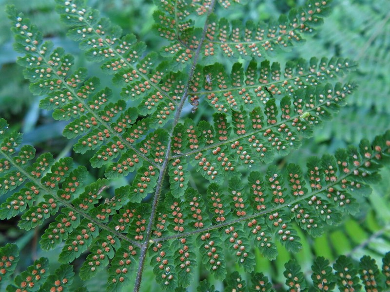 Acystopteris tenuisecta photo 5
