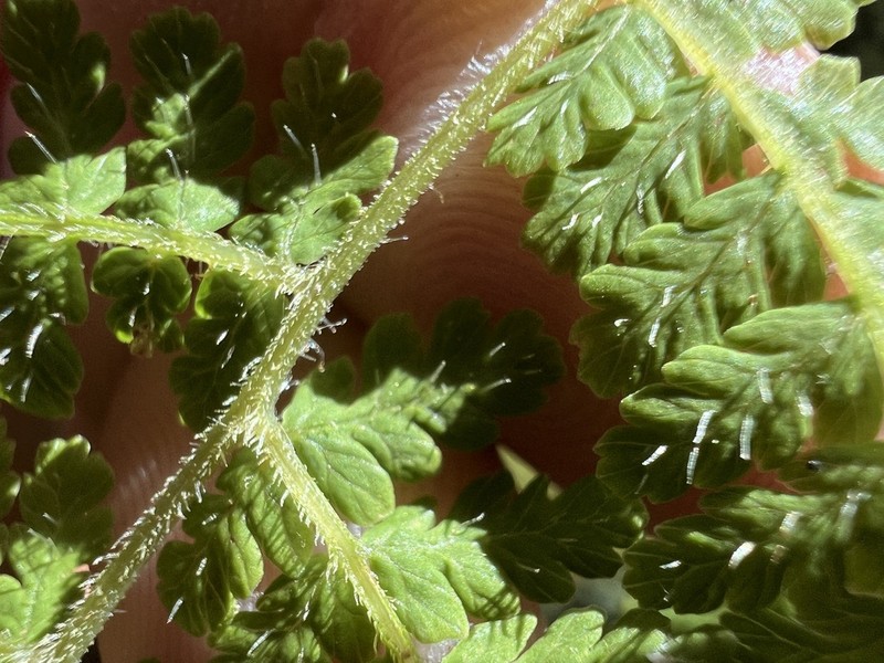 Acystopteris tenuisecta photo 7