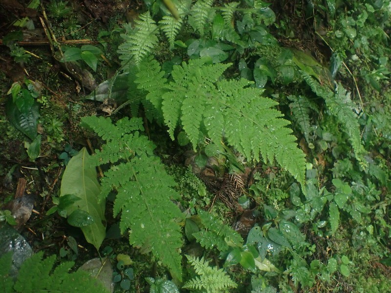 Acystopteris tenuisecta photo 8