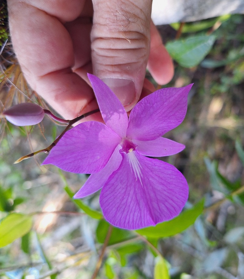 Adamantinia miltonioides photo 3