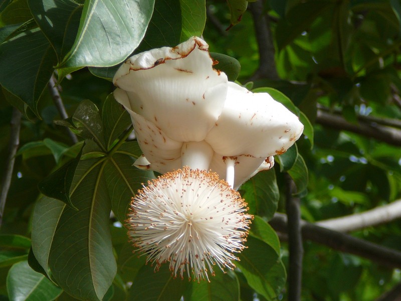Baobab photo 3