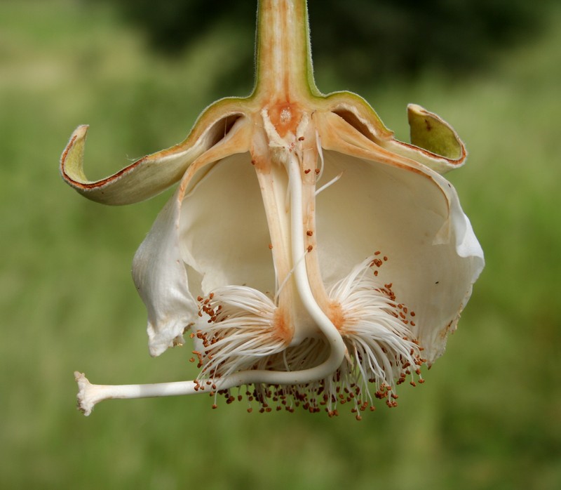 Baobab photo 4