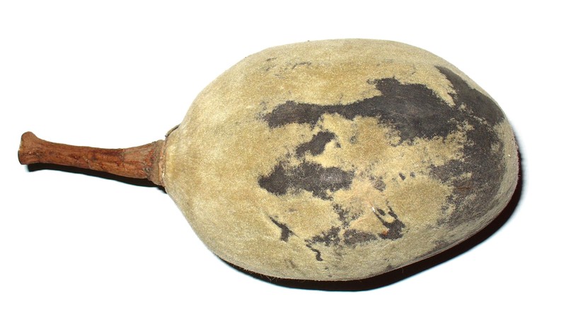 Baobab photo 6