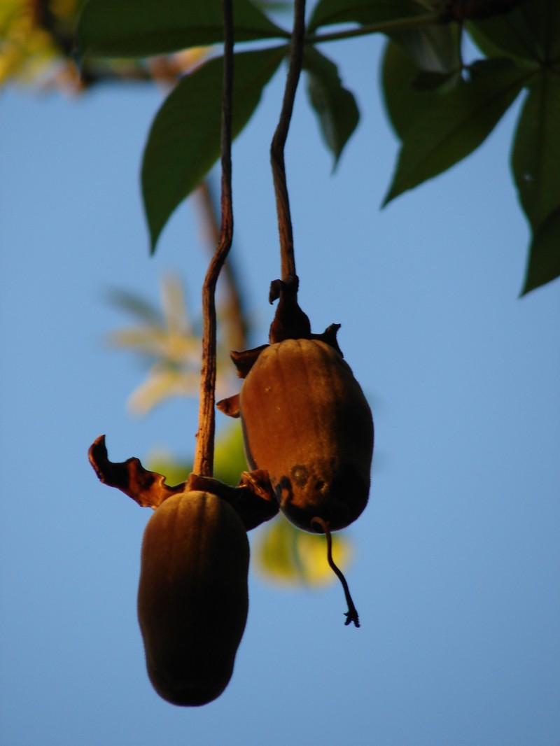 Baobab photo 7