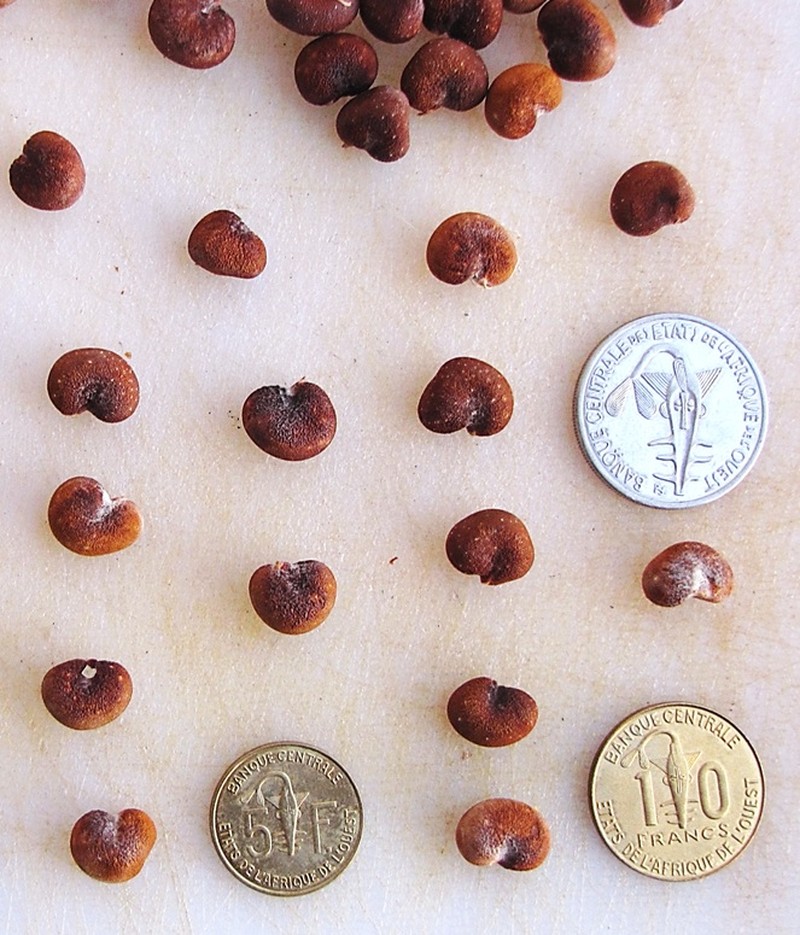 Baobab photo 8