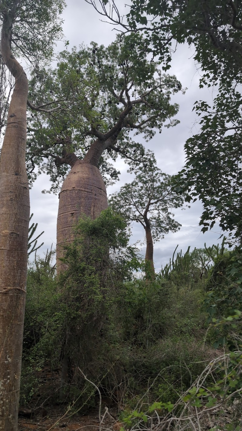 Adansonia fony