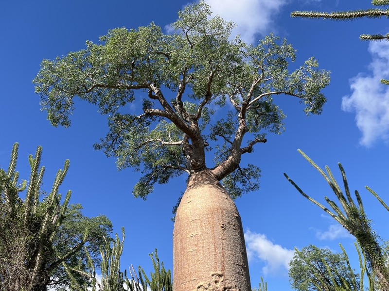 Adansonia fony photo 2