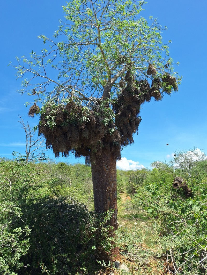 Adansonia fony photo 3