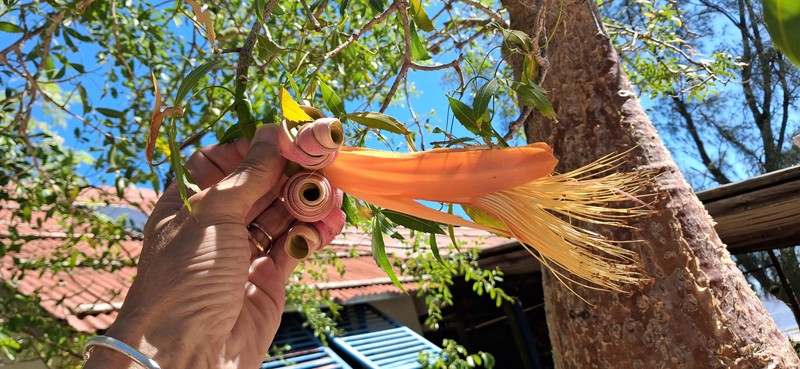 Adansonia fony photo 4