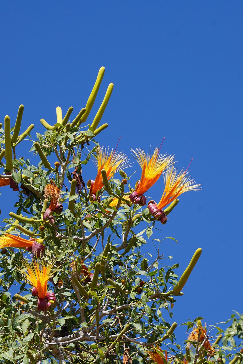 Adansonia fony photo 5