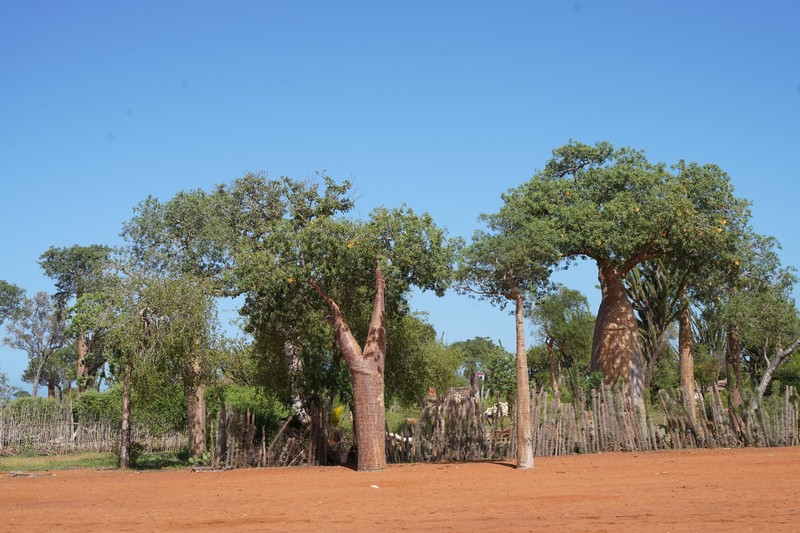 Adansonia fony photo 6