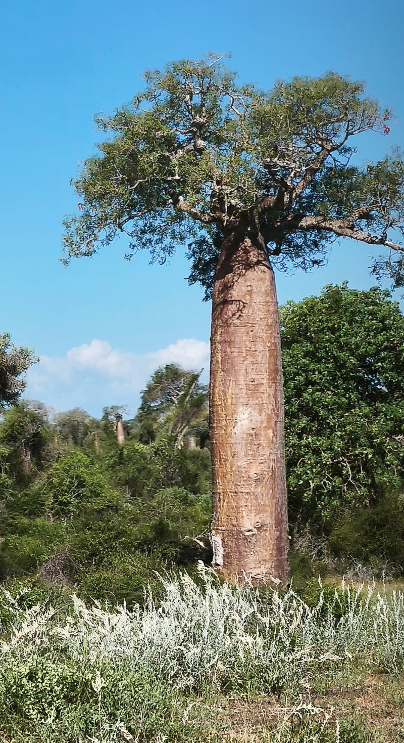 Adansonia fony photo 7