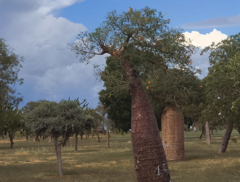 Adansonia fony photo 8
