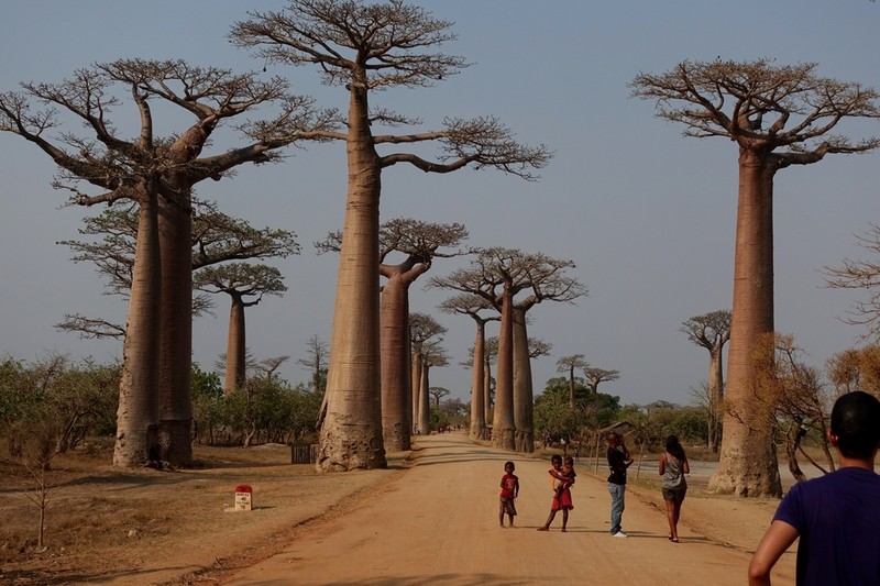 Adansonia grandidieri photo 2